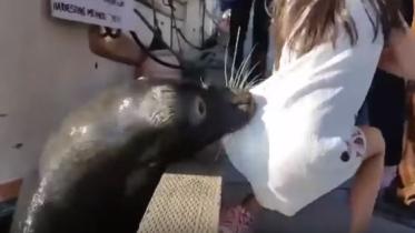 sea lion.JPG