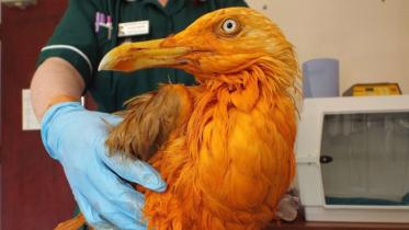 SeagullWB.jpg