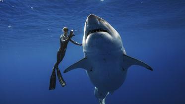 shark 1-web.jpg