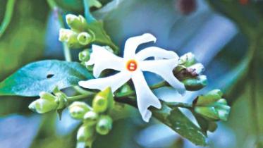 shefali flower.jpg