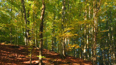‘Living near forest is good for brain’