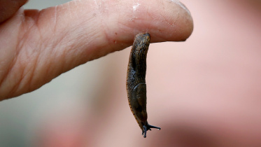Slug-web.jpg