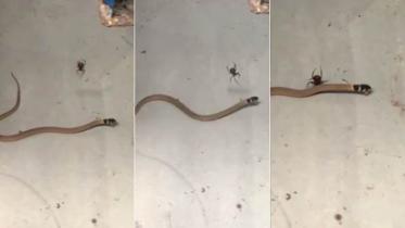 snake-vs-spider.jpg