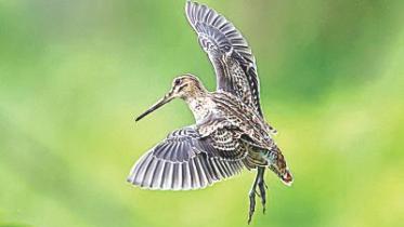 Snipe.jpg