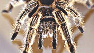 spider.jpg