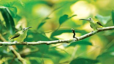 Spiderhunter.jpg