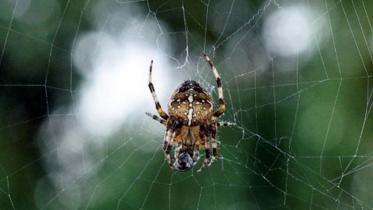 SpiderWB.jpg