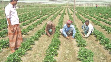 strawberry plot.jpg