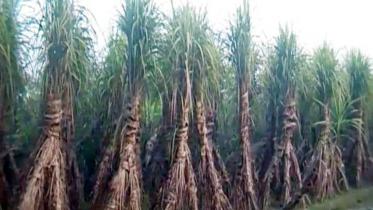 sugarcane.jpg
