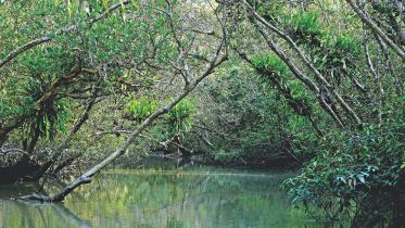 Mangrove Forest Sundarbans