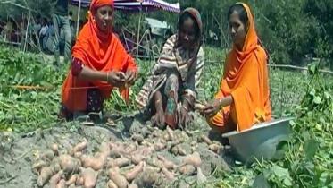 sweet potatoes.jpg