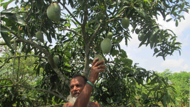 sweetness of mangoes.jpg