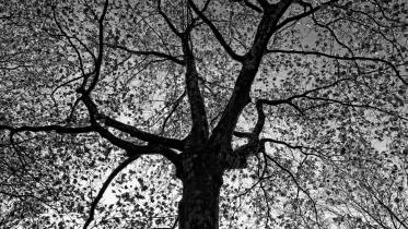 The Tree