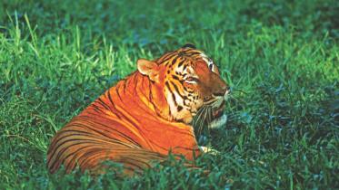 tiger.jpg