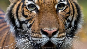Tiger.JPG