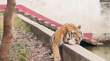 tiger.jpg