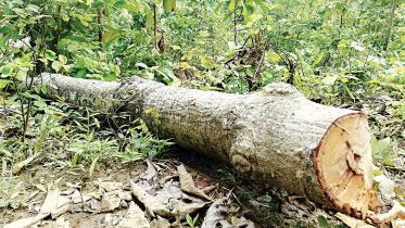 timber.jpg