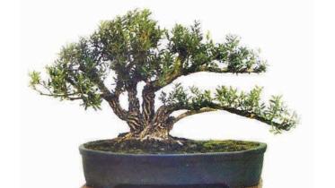 Tree1.jpg