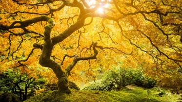 tree of life.jpg