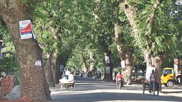 trees.jpg