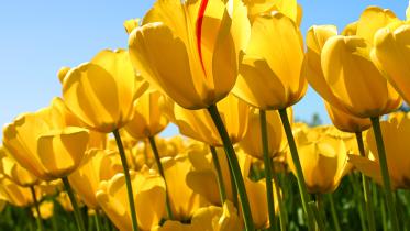 Tulips.jpg