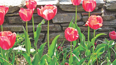 Tulips in Bloom