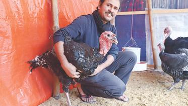 turkey farm.jpg