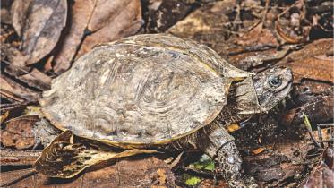 Turtle.jpg