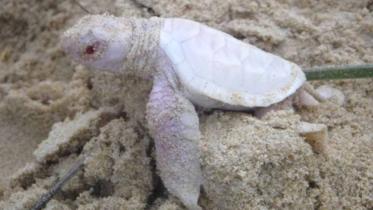 Turtle1.jpg