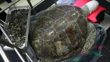 Turtle.jpg
