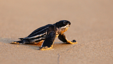turtle.jpg