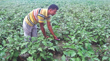 Vegetable farming brings.jpg