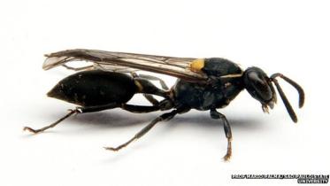 Wasp.jpg