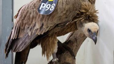 Vulture.jpg