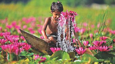 Water lily