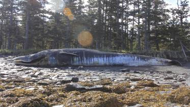 whale-WEB.jpg