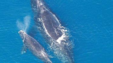 whale.jpg
