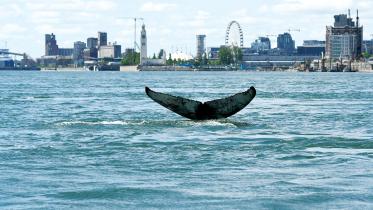 whale.jpg