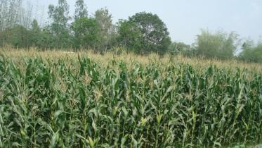 Wheat.jpg