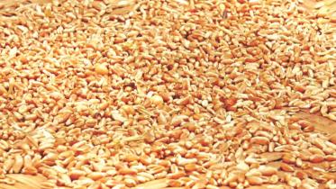 wheat_5.jpg