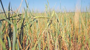 Wheat acreage.jpg