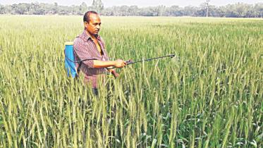 wheat growers.jpg