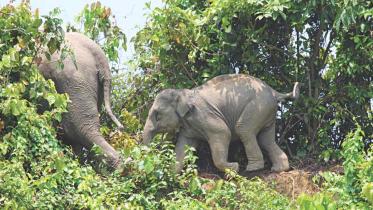 wild_elephant.jpg