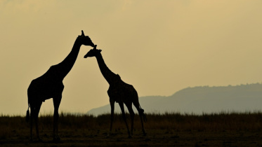 Wild Giraffe.jpg
