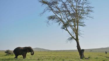 wildlife_afp.jpg