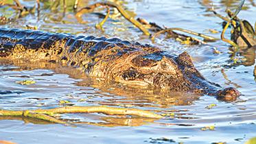 Yacare Caiman.jpg