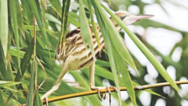 Yellow bittern.jpg