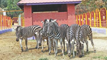 Zebra.jpg