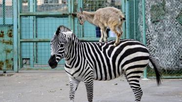 Zebra.jpg