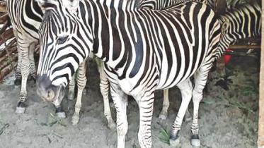 zebras.jpg